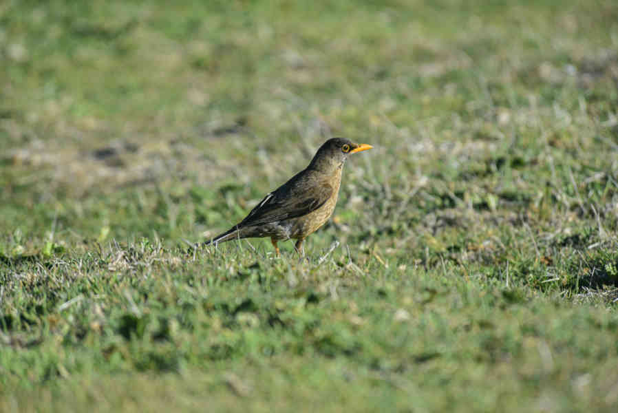 Pájaro Zorzal Patagónico - islas Falkland o Malvinas 04.jpg